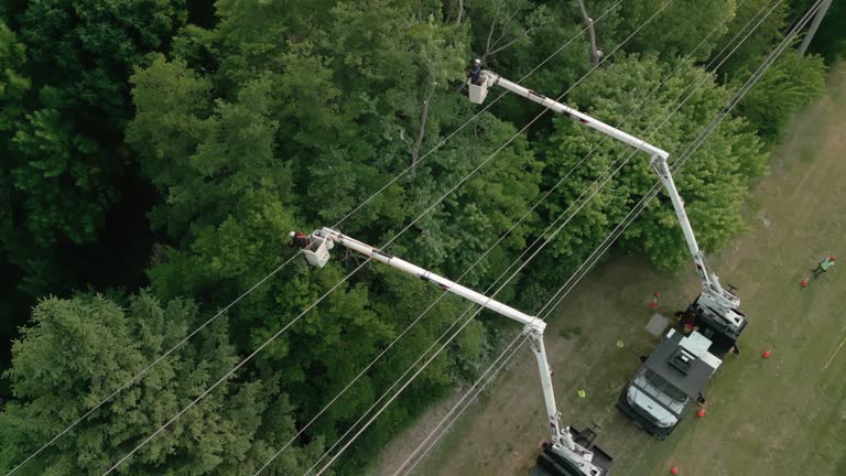 Tree and Shrub Care in Mio, MI