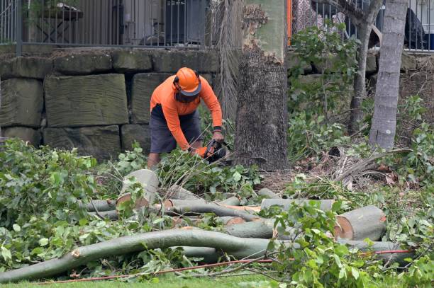 Mio, MI  Tree Services Company