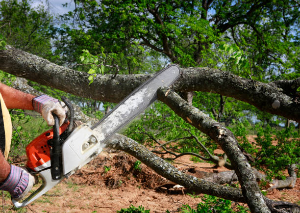 Best Tree Trimming and Pruning  in O, MI